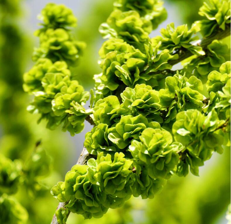 春光岛顺丰发货中榆钱新鲜现摘榆钱儿榆钱子余钱子蔬菜钱串3斤