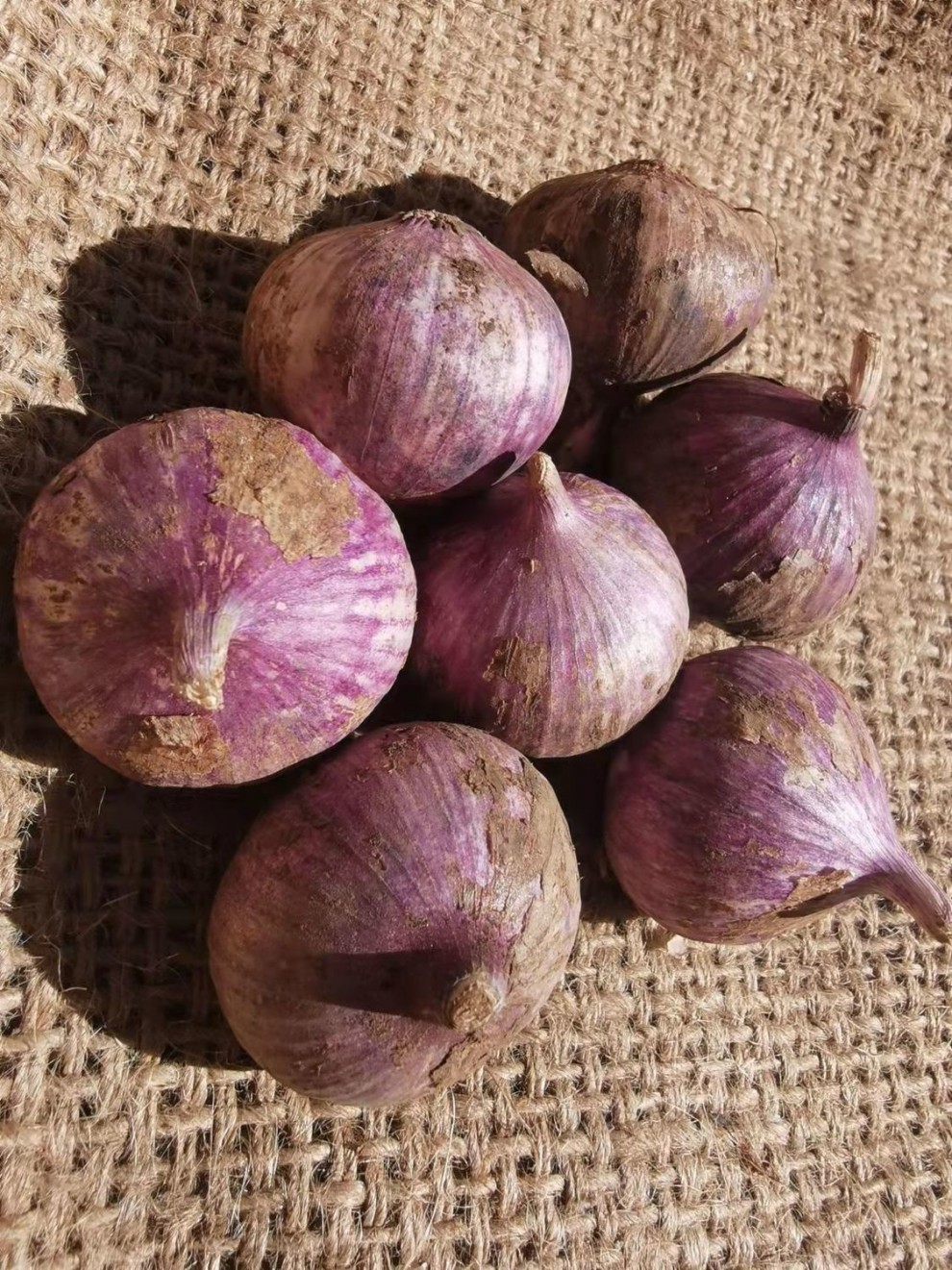 2022年独头蒜新蒜云南紫皮独头蒜新蒜大蒜头批发独头蒜香蒜 珍珠小