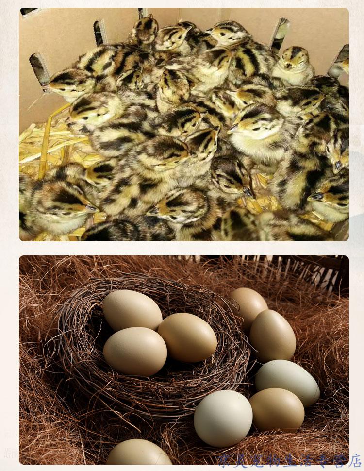 搭啵兔七彩山鸡种蛋受精蛋可孵化小鸡苗正宗农村散养
