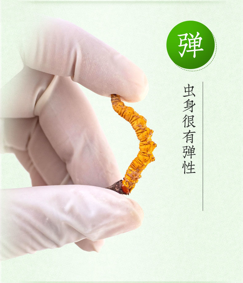 2021新鲜冬虫夏草新鲜冬虫夏草西藏那曲头期虫草鹿伊梵麦06克08克根30