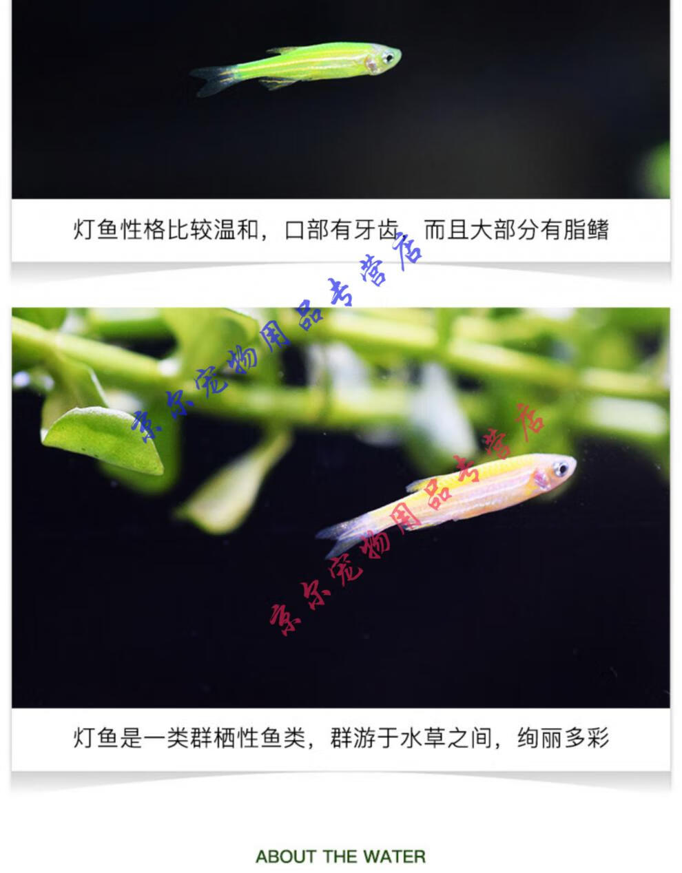 天弗熒光斑馬魚青蘋果綠斑馬魚紅綠燈魚小型活魚冷水魚熱帶觀賞魚好養