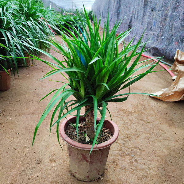 龙血树盆栽多头客厅盆栽花卉植物办公室盆景隆鼎独杆多头龙须8090厘米