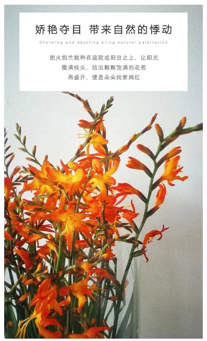 【300天超长花期】火焰兰雄黄兰种球多年生庭院花卉盆栽易种易活