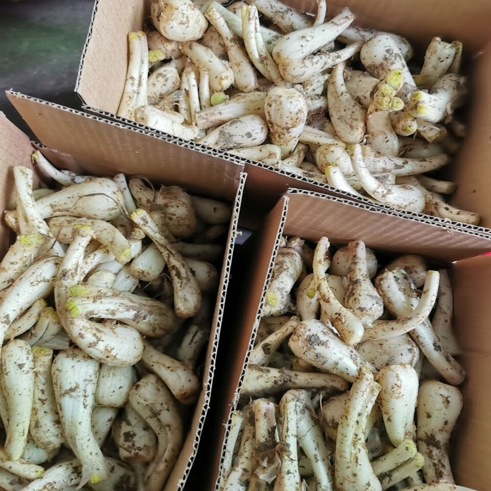 教头自种新鲜剪叶藠头茭头叫头茭白薤白当季蔬菜现挖发货 1500g【图片