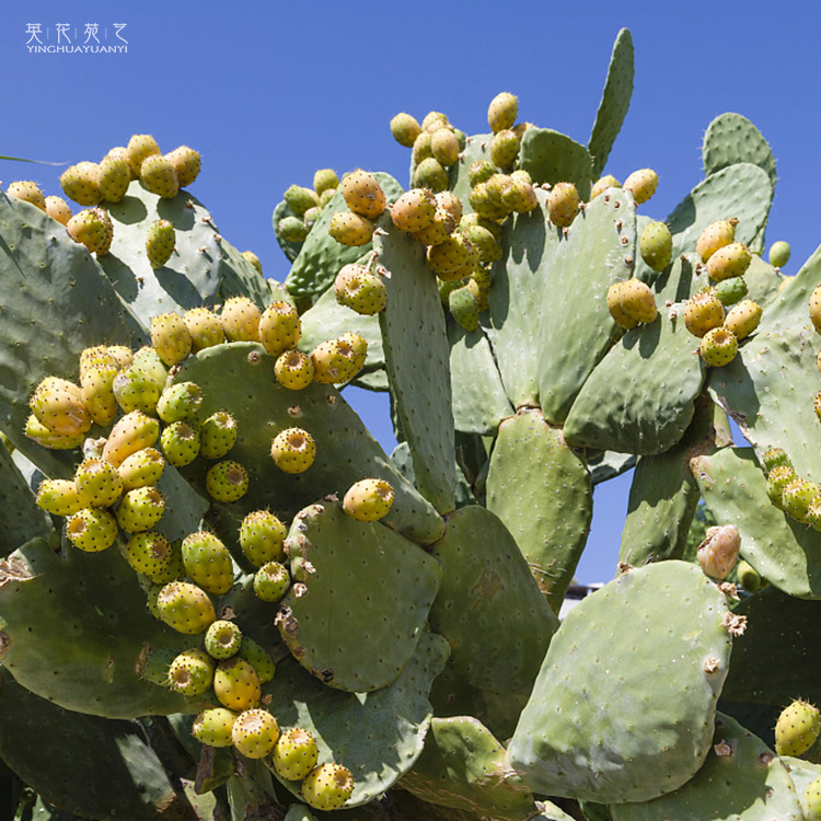 梨果仙人掌开花结果多肉植物组合盆栽绿阳台植种植梨果无根一片2025