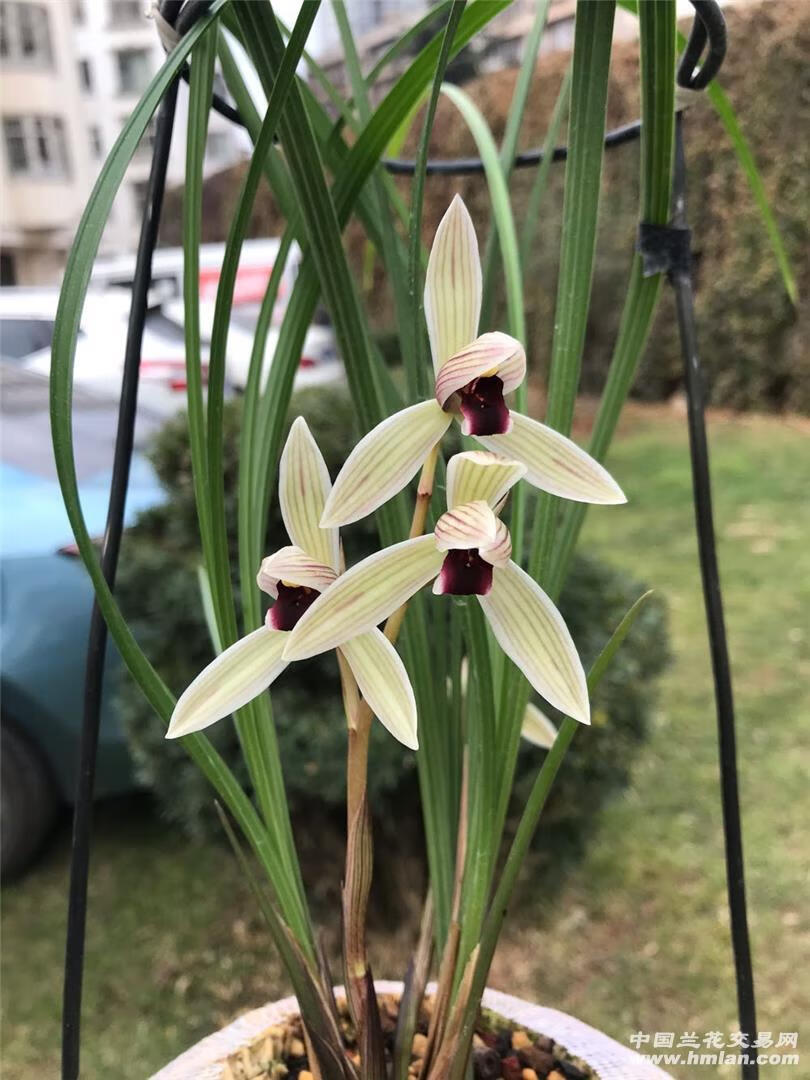 雲南自然老種蘭花苗 蓮瓣蘭大雪素 濃香綠植花卉盆景園藝 蓮瓣蘭金沙