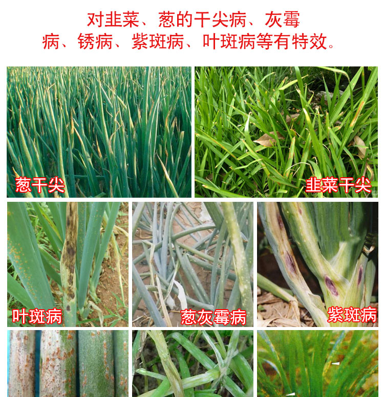 韭菜葱干尖灵大葱干尖病灰霉病锈病专用药大蒜韭菜剂北美农大 5盒