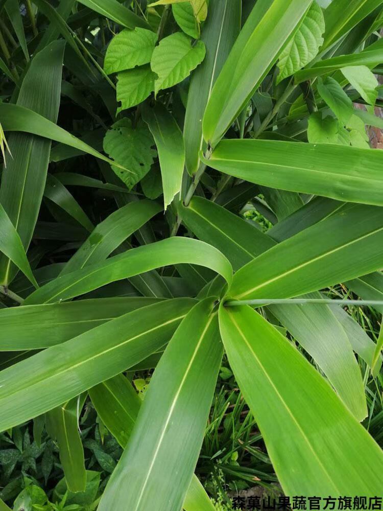 新鲜大粽叶包粽子叶子天然箬叶端午鲜粽叶新叶100片干箬叶大号精选100