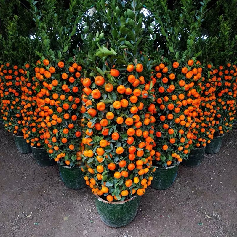 珠海四季桔盆栽小金桔四季观赏盆景橘子大桔子盆栽年桔带果 四季桔高