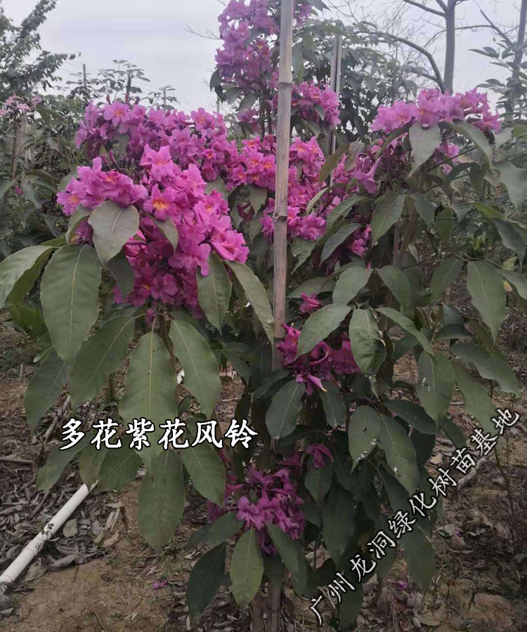 hqc蝶遇紫花风铃树苗庭院小区风景观赏树黄嫁接多花绣球紫花风铃木苗