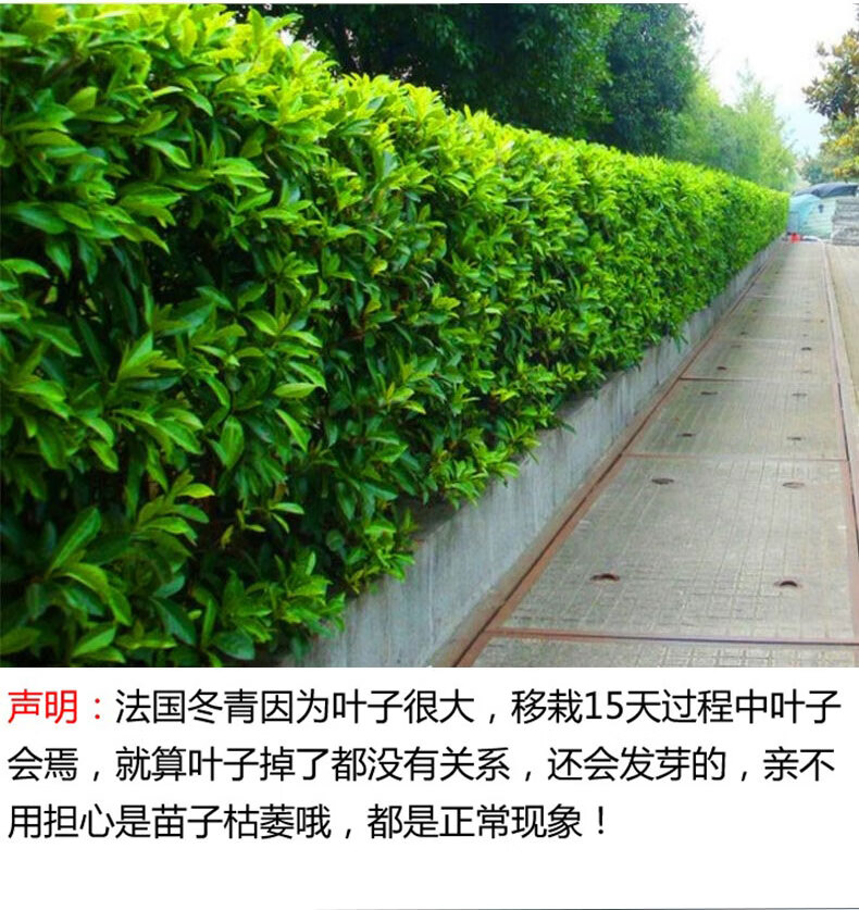 法国冬青树苗四季常青绿篱北美北海道黄杨苗篱笆绿化苗木园林植物