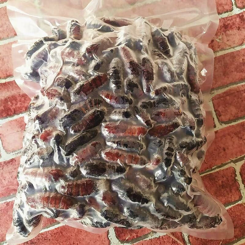 松虎蛹新鲜速冻松毛虫蛹蚕蛹昆虫美食松树虫蛹子松蛹1斤