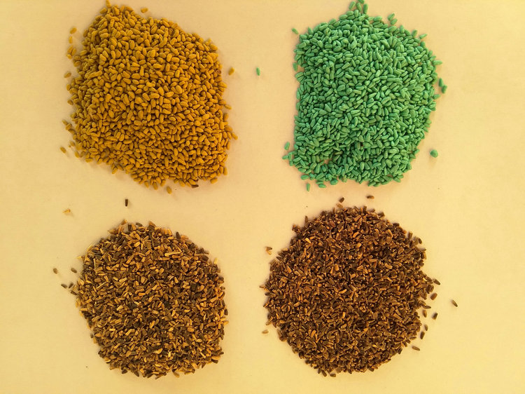 大叶菊苣种子进口四季牧草籽猪牛羊鸡鸭鹅兔鱼美欧洲益丰将军大叶菊苣