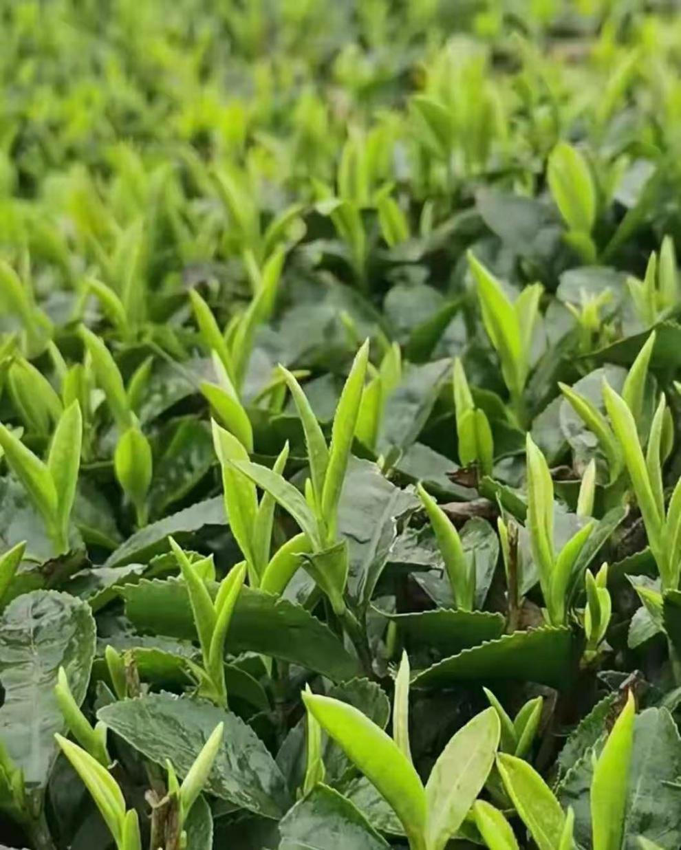 明前绿茶2022新绿茶卷毛峰云雾绿茶香浓耐泡口粮茶散装批发一斤装