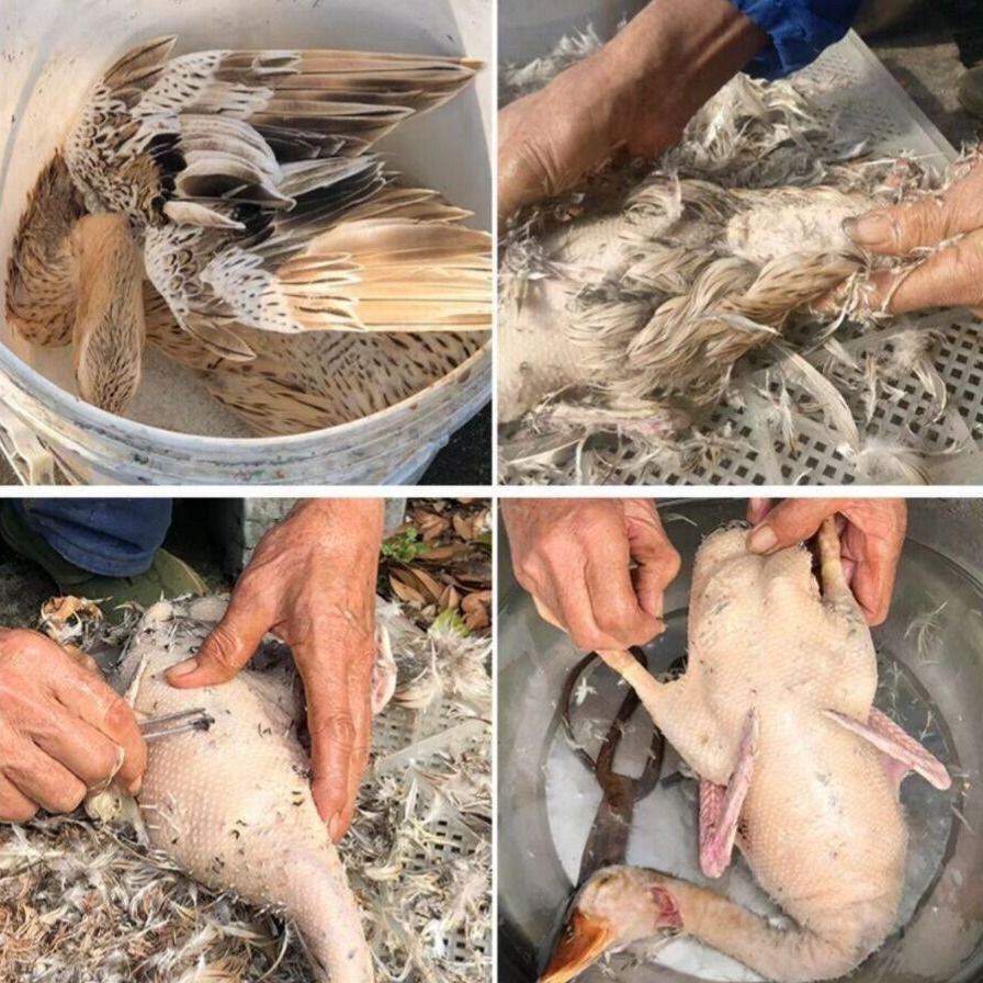 3年456斤左右农村散养老鸭鸭土鸭草鸭老鸭子活鸭现杀鸭笨鸭鸭子三年老
