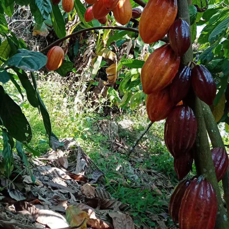 可可果新鲜罕见稀有水果海南特产热带巧克力制作可食用原料可可豆600g