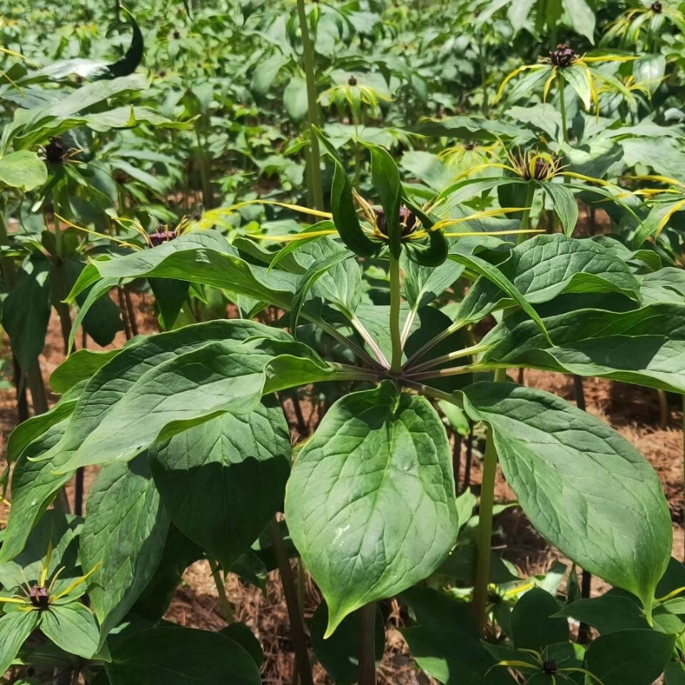 谏仰滇重楼苗 大叶高杆滇重楼苗 七叶一枝花 高杆大叶粉质重楼苗 3年