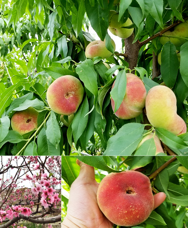 新疆石河子特产 蟠桃 新鲜桃子当季应季水果特产 5斤【图片 价格 品牌
