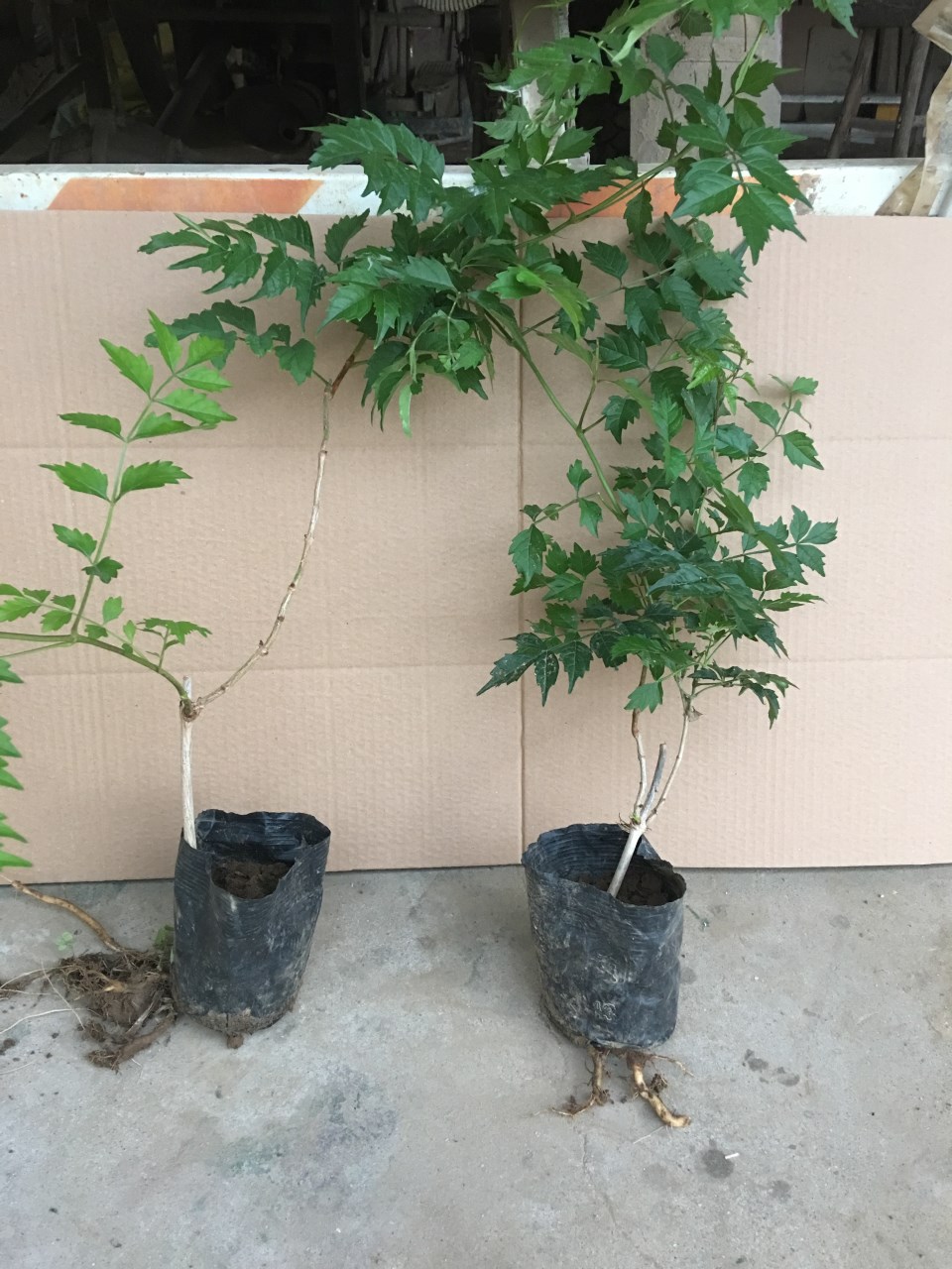 凌霄花苗大花爬墙爬藤植物凌霄花苗树苗阳台庭院别墅绿化装饰7cm粗