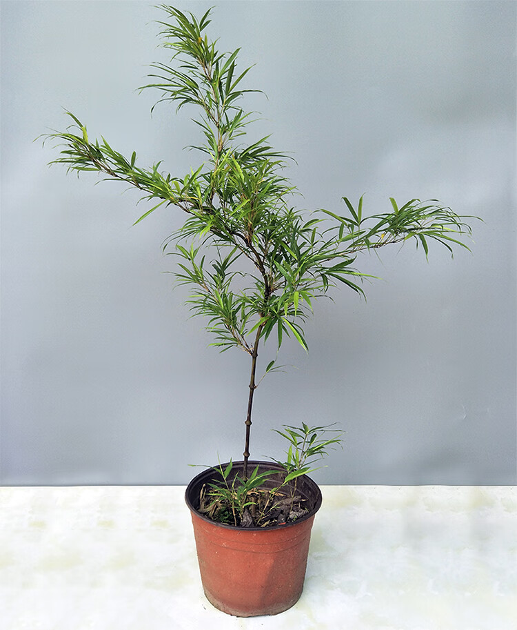 采缇筇竹苗罗汉竹苗盆栽办公室阳台庭院绿化竹艺术盆景竹观赏竹成年