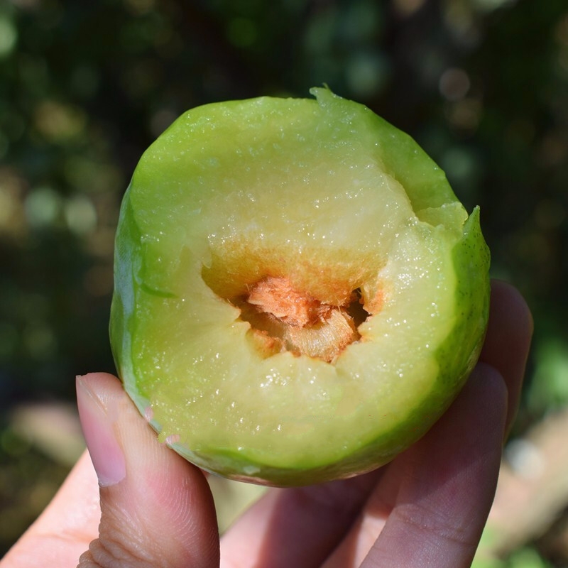 香馜湖南怀化奈李 汝城黄金奈李 新鲜水果青脆李脱骨桃形李孕妇脆甜油
