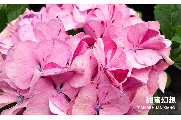 万华镜纱织小姐惠子摇摆乐太阳神殿卡米拉艾薇塔大花绣球八仙花艾薇塔