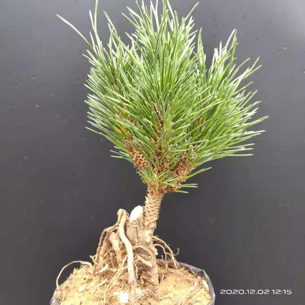 老桩造型黑松盆景室内四季常青绿植千寿丸苗 16 不含盆【图片 价格