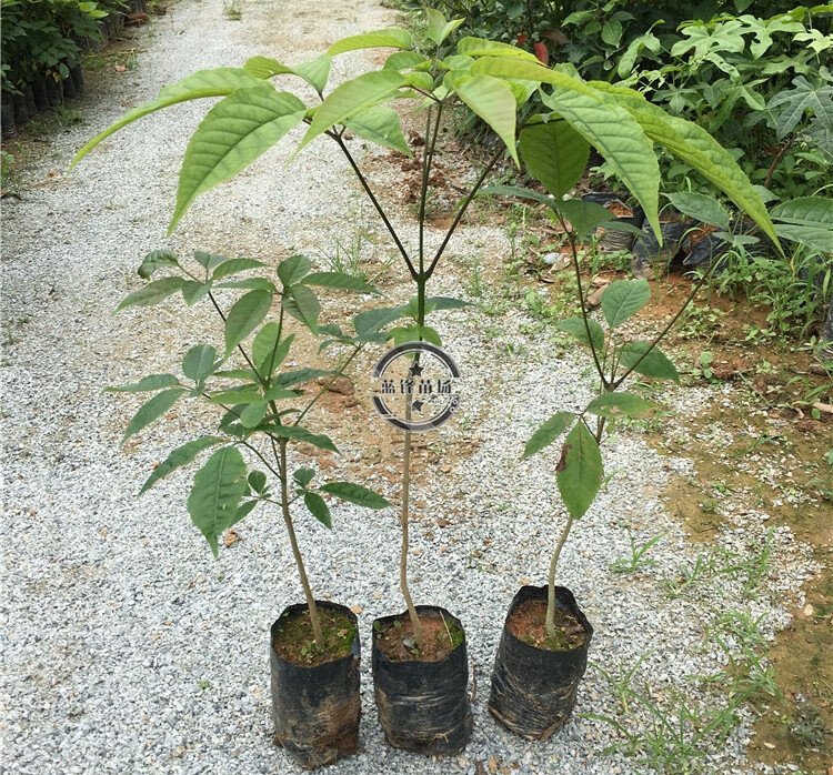 黃花風鈴樹苗泰國黃花風鈴樹苗金花風鈴木苗紫花風鈴庭院樹苗觀花盆栽