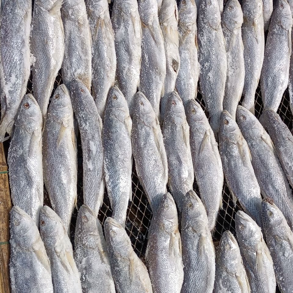 绍兴地方特产 三牙醉瓜鲞鳓鲞咸鱼咸鲞 渔家传统法自制清蒸美味500g