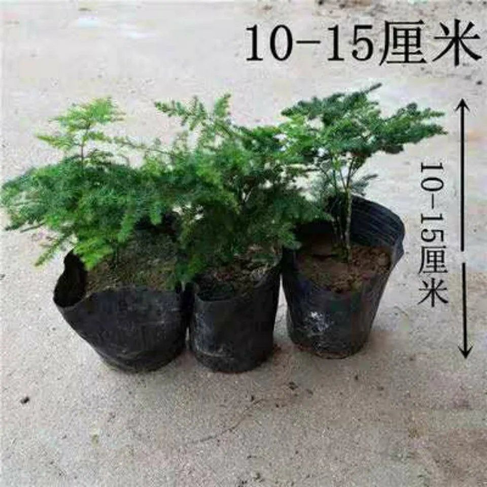 云竹盆栽唐山矮化盆栽桌面办公室假山小盆景 云竹1盆 螺纹盆1个【图片