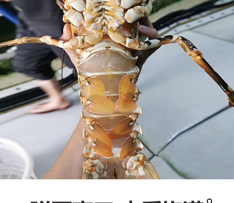 愚港花龙澳洲大龙虾锦绣龙虾彩虹龙虾青龙高端海鲜过年