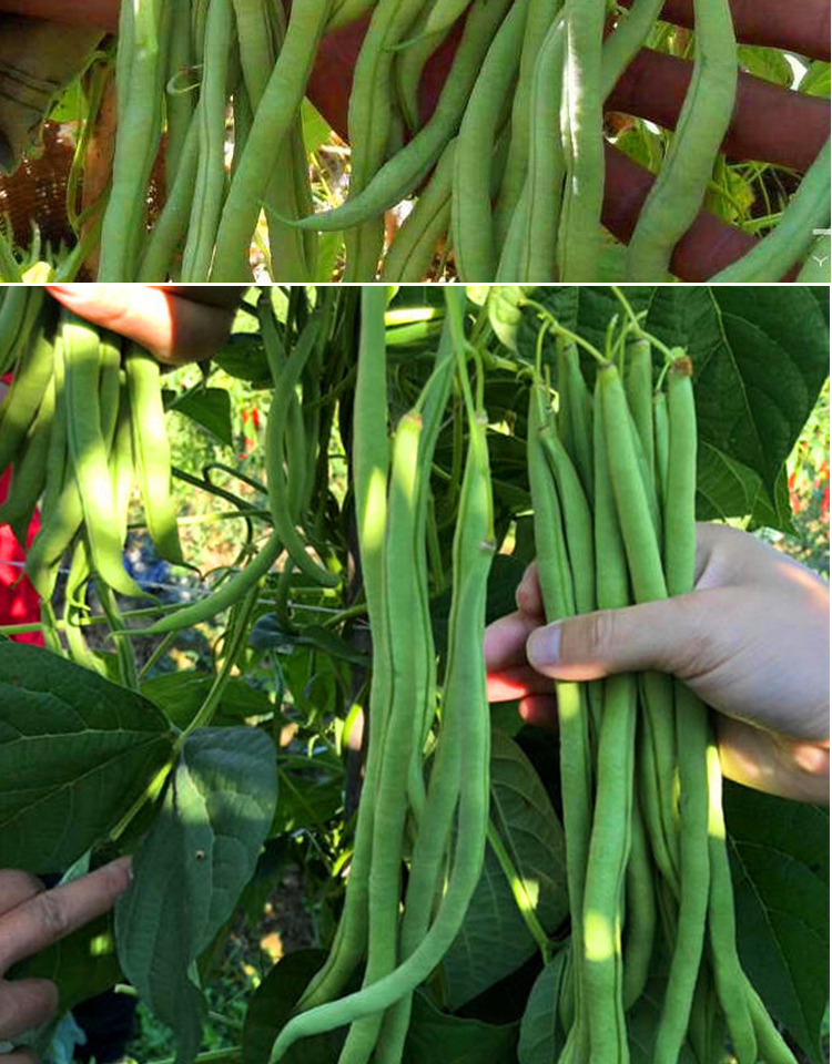 无筋架豆王种子泰国无筋豆种籽长芸豆豆角四季豆青豆四季蔬菜 奥冠无