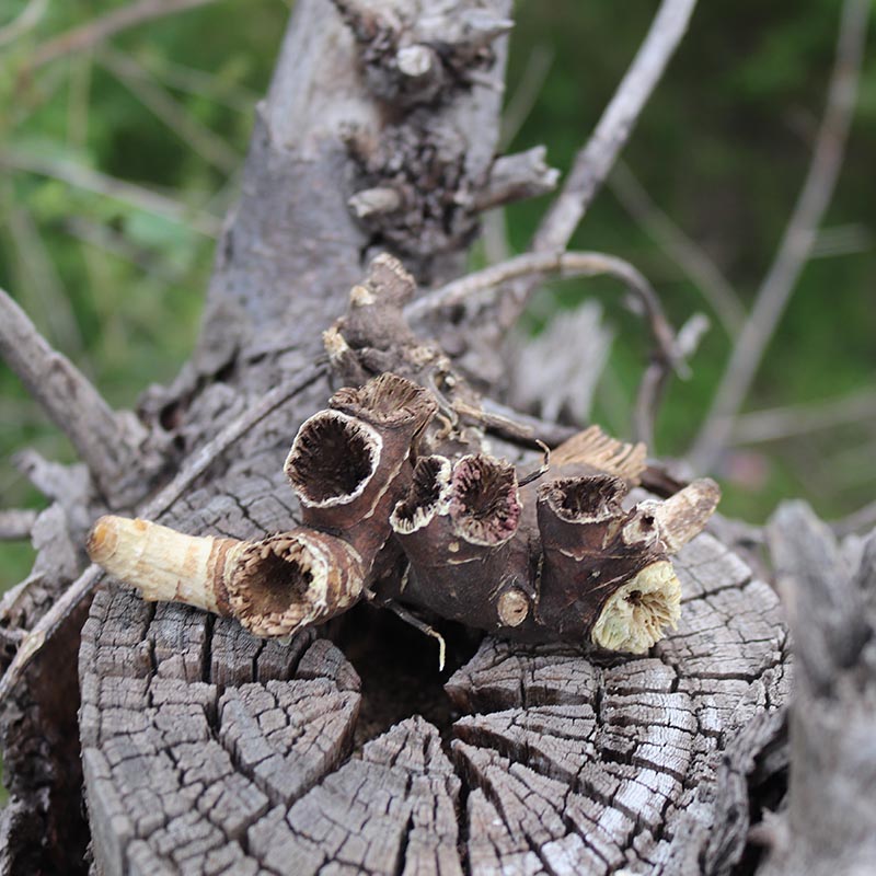 东北升麻野外生窟窿芽根苦老芽根升麻粉鬼脸升麻500g中药原材 杞里香