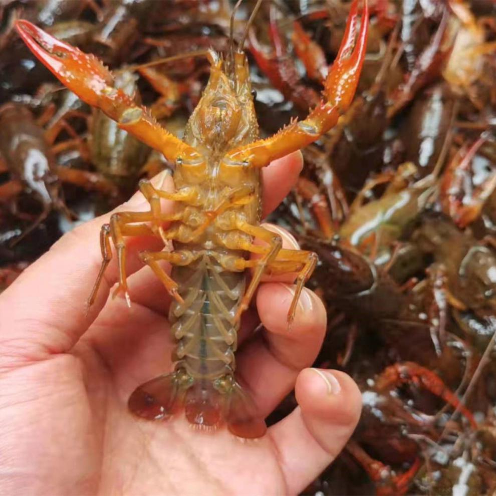 新鲜泗洪清水小龙虾江苏洪泽湖青红壳大中虾活体淡水虾水产789大虾5斤