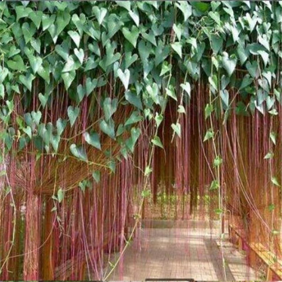 爬藤锦屏藤一帘幽梦苗爬藤植物蔓地榕珠帘藤富贵帘苗种楼顶庭院当年
