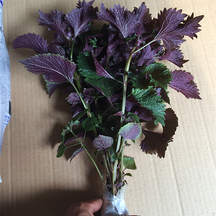 园艺紫苏苗紫苏叶阳台盆栽紫苏20棵不含盆