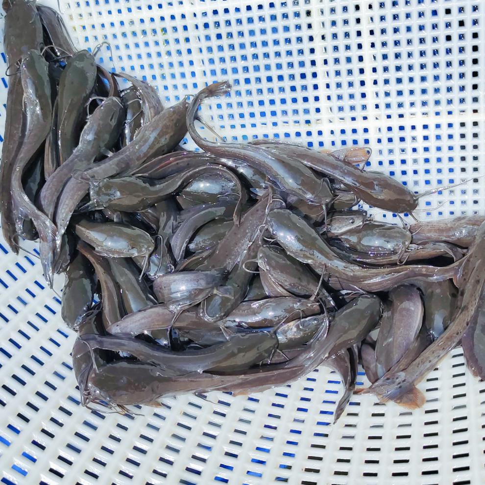 埃及胡子鲶鱼苗革胡子鲶鱼苗凶猛八须鲶鱼苗淡水养殖专用快大饲料
