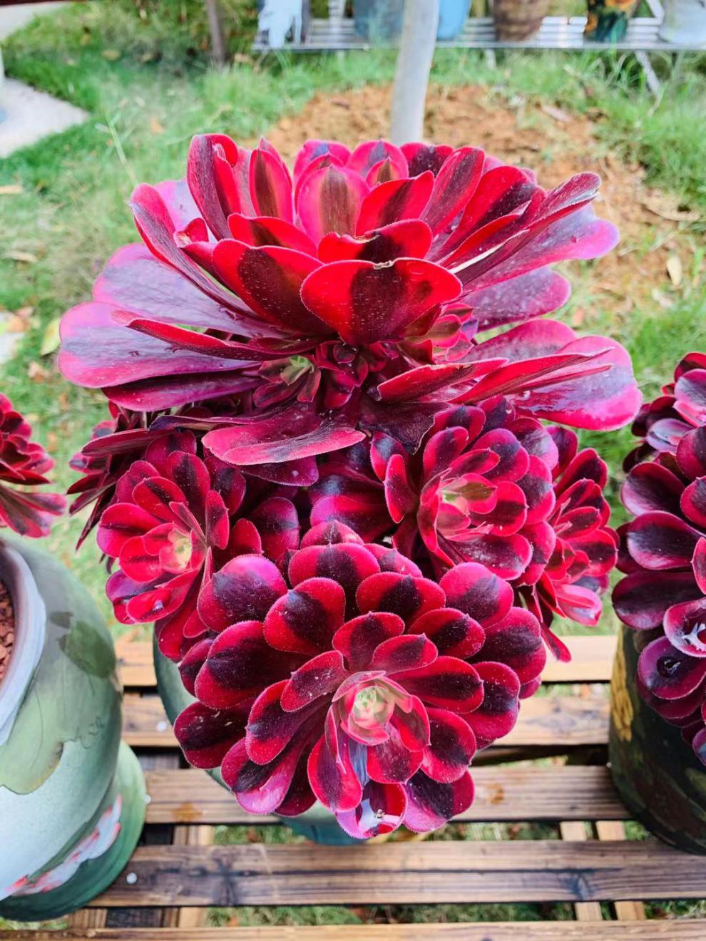 美杜莎多肉高端精品多肉植物法师锦美杜莎手捧老桩阳台盆栽绿植花卉