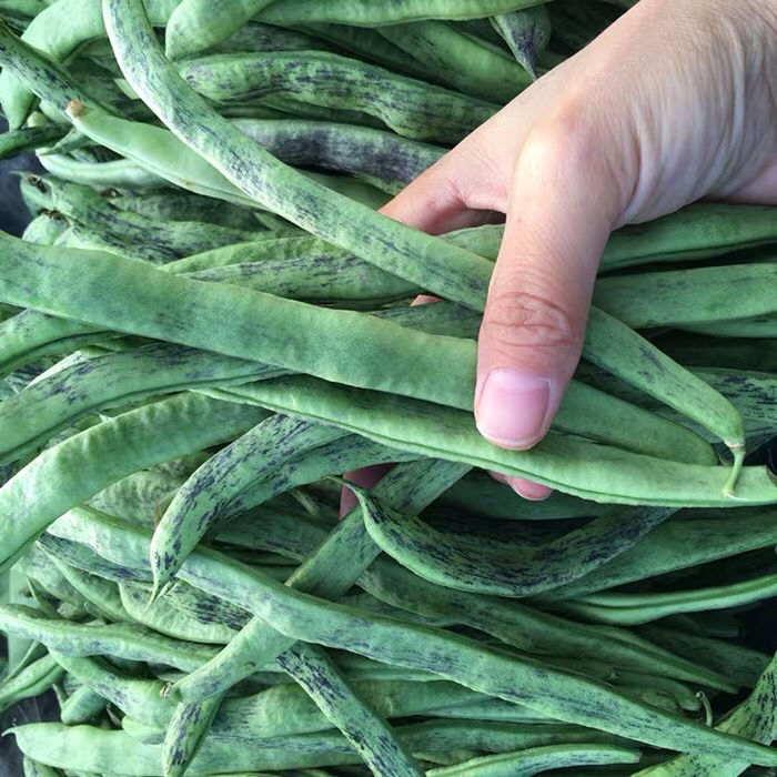 【精选】东北四季豆辽宁老品种紫纹花豆角芸豆新鲜蔬菜 一斤花角