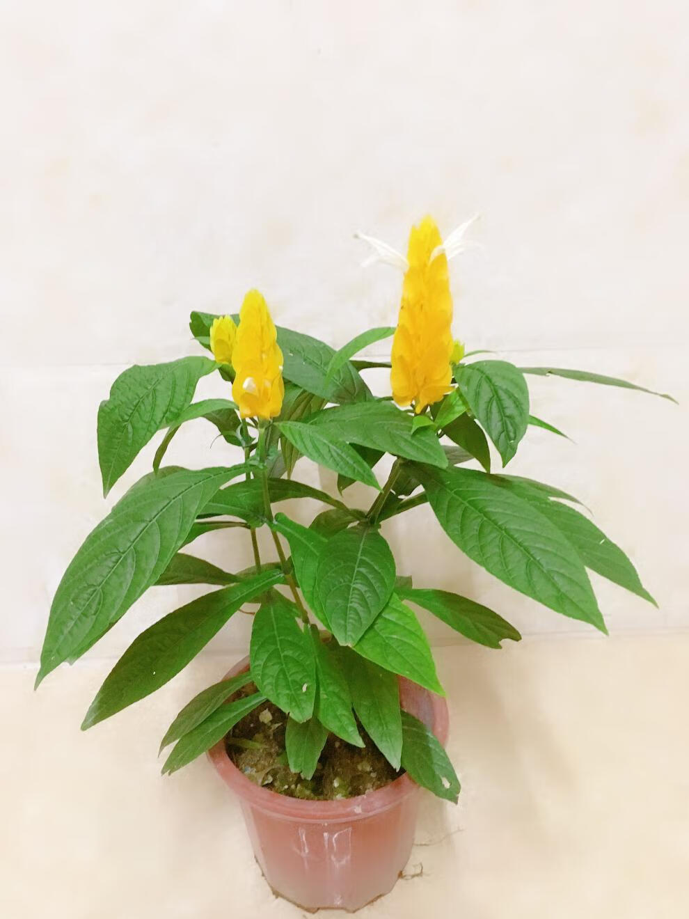 黄金宝塔花盆栽金苞花黄虾花卉黄金塔花苗四季开花不断观赏绿植物黄金