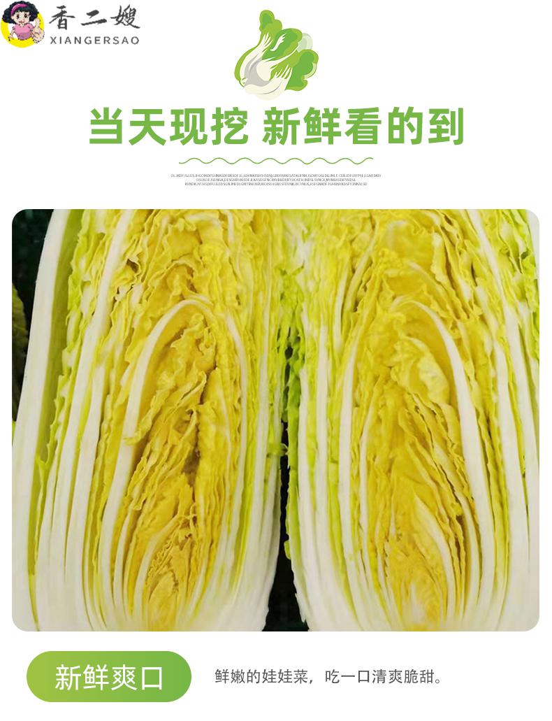 娃娃菜新鲜小白菜5斤农家自种当季黄牙白蔬菜整箱52500g