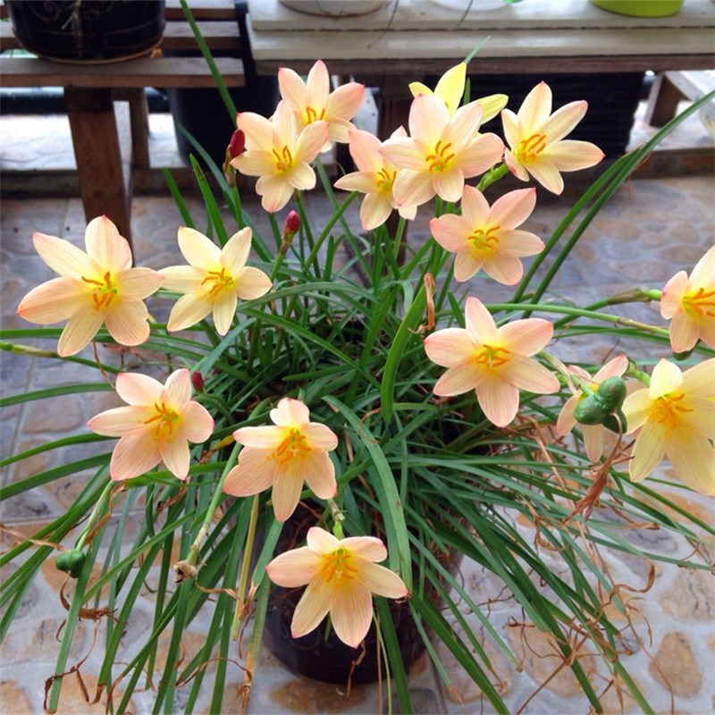 葱兰韭兰风雨兰种球葱兰花苗易开花盆栽花卉庭院阳台观花苗绿植物d7