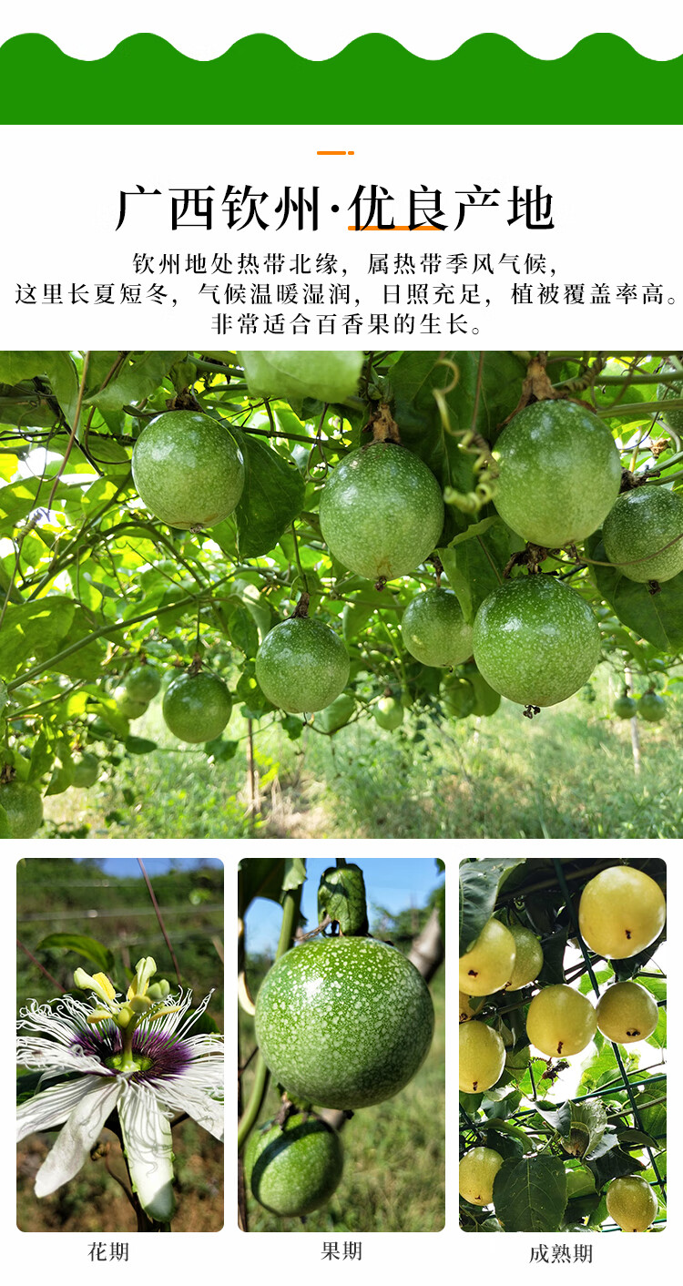 独爱(duar)广西黄金百香果钦蜜9号新鲜现摘5斤一级纯甜大果蜂蜜九号 3