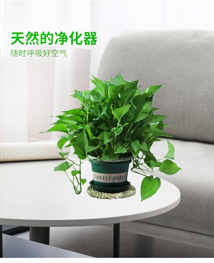 绿萝盆栽绿植绿箩绿植吊兰吸甲醛室内植物净化绿萝水培室内花卉180