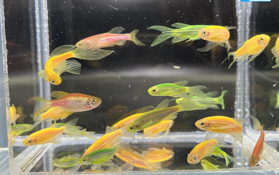 a30ky觀賞熱帶魚長鰭蝶翼斑馬魚大帆長尾燈科魚綠翡翠淡水活體群遊