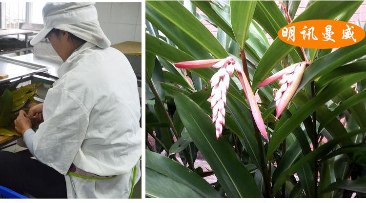 四川泸州黄粑良姜叶红糖大黄粑粑真空包装非林黄粑传统手工小吃20个