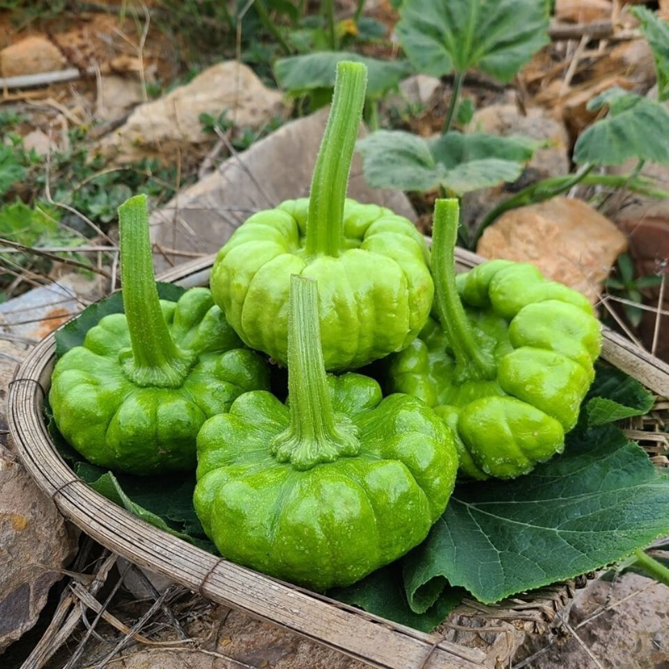 云南农家自种新鲜蔬菜姜柄瓜新鲜小瓜小面瓜迷你南瓜现摘3斤标准装