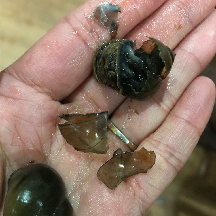好物推荐鲜美惊钓鱼螺新鲜钓青鱼脆螺鲜活田螺活体螺蛳鱼饵黑鲩乌青