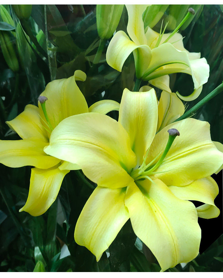 香水百合花多头鲜花云南直发百合新鲜鲜百合混搭鲜花速递水养真花星光