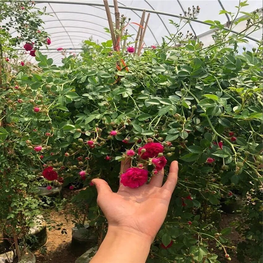 正宗红木香花苗四季开花爬藤植物浓香型特大苗甜蜜黄木香庭院盆栽